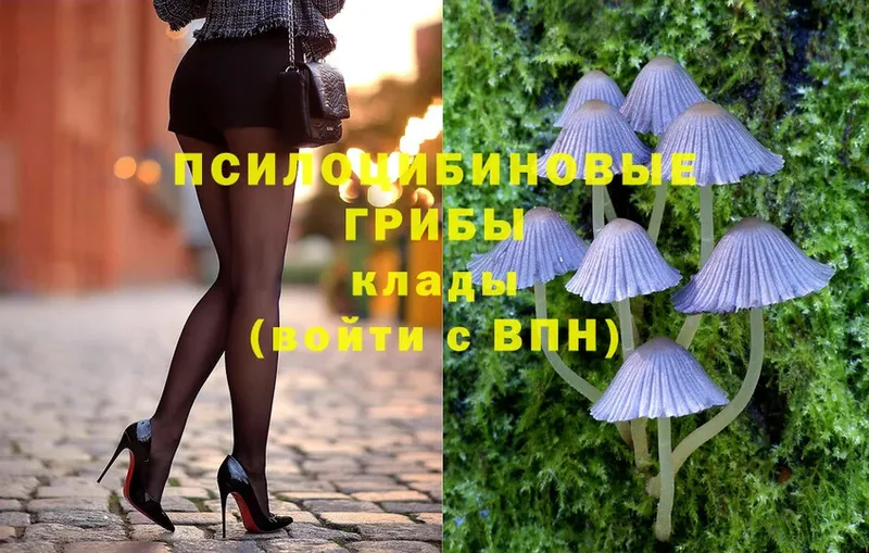 купить закладку  Дзержинский  Галлюциногенные грибы Psilocybe 